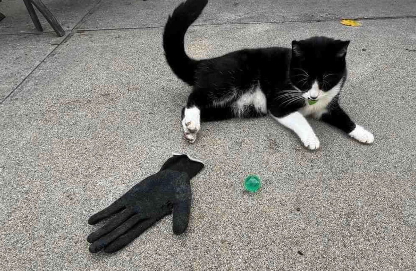 Кошка Табу ворует вещи жителей города Отли Кошка Табу ворует вещи жителей города Отли