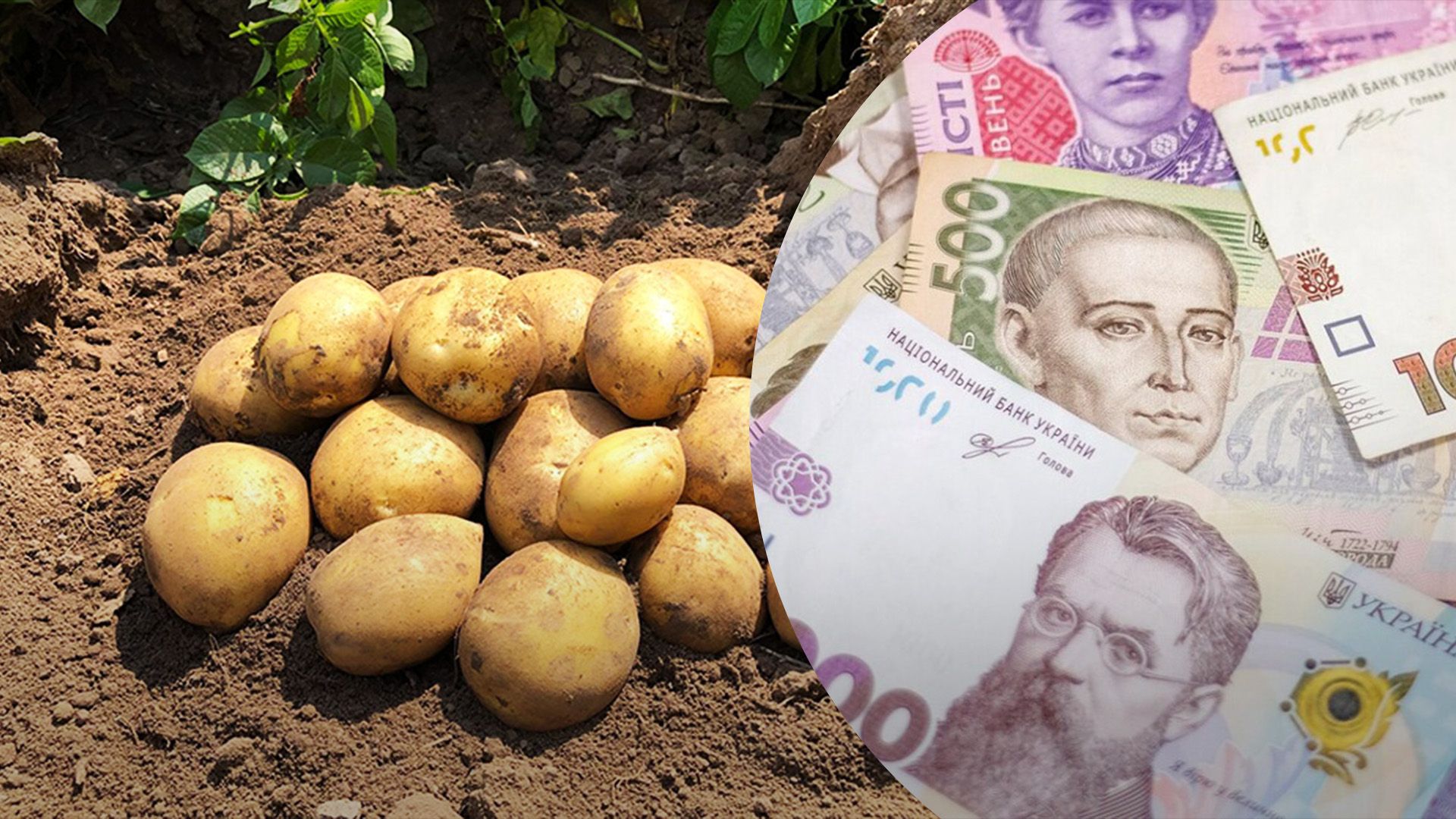 Як змінювались ціни на картоплю протягом 2024 року Як змінювались ціни на картоплю протягом 2024 року
