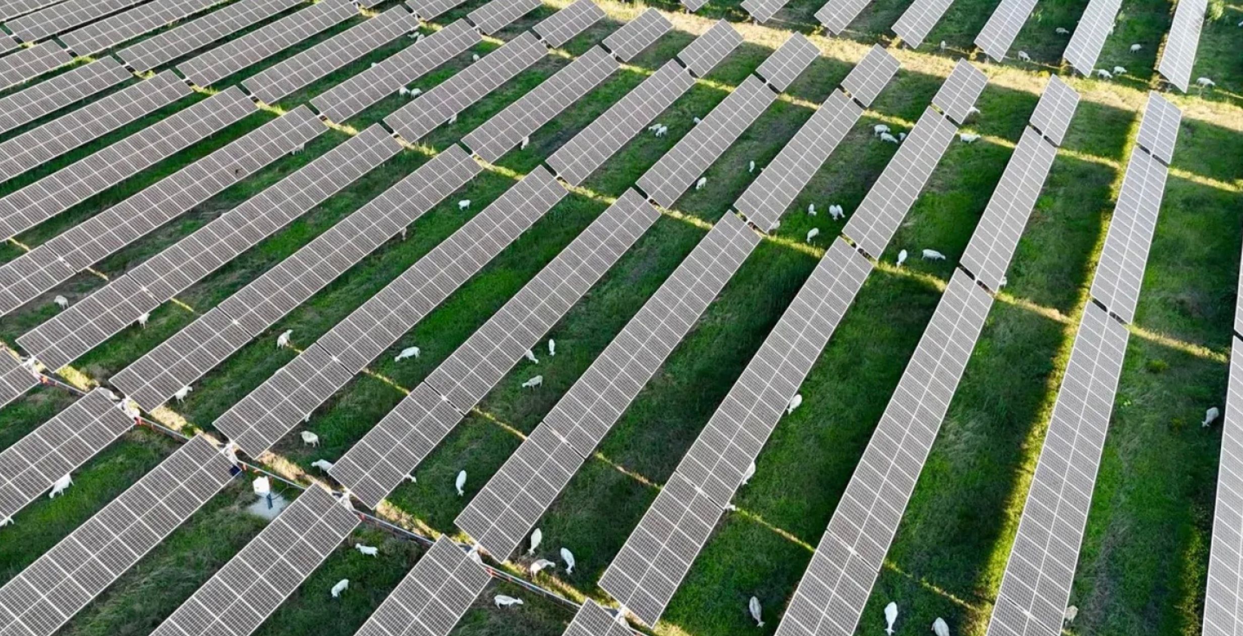 Более 6 000 овец отправят ухаживать за солнечной электростанцией Более 6 000 овец отправят ухаживать за солнечной электростанцией