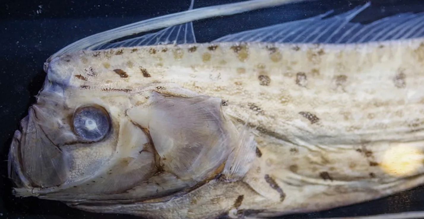 Риба Судного дня Риба Судного дня