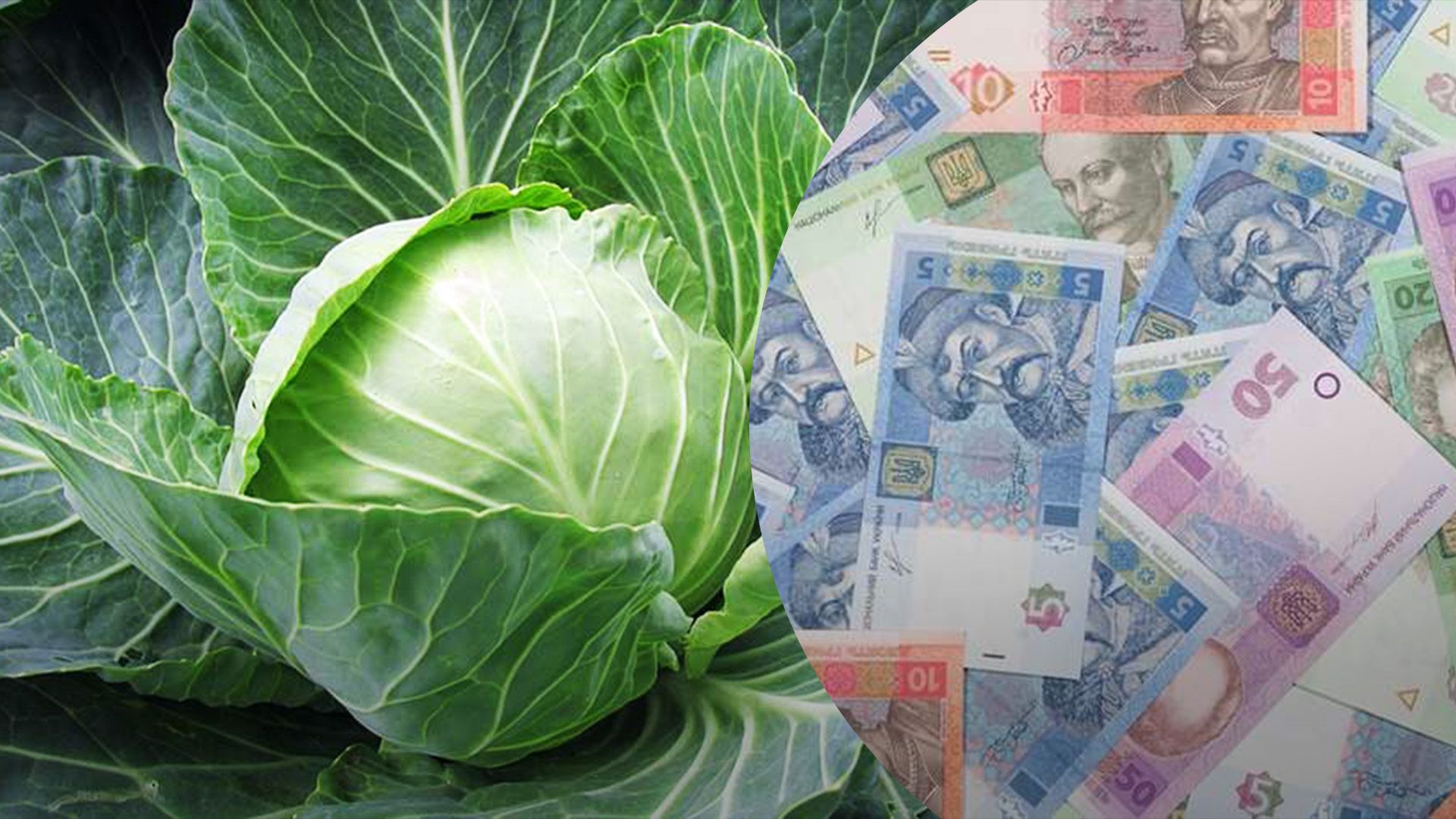 Капуста несколько подешевела Капуста несколько подешевела