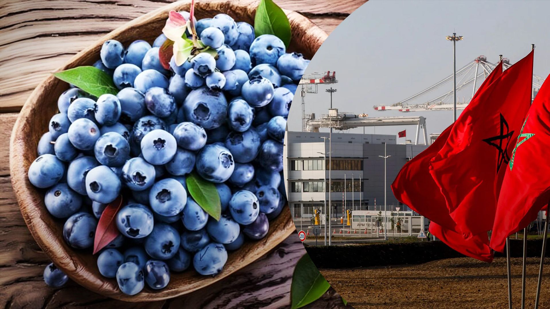 Марокко б'є рекорди експорту лохини Марокко б'є рекорди експорту лохини