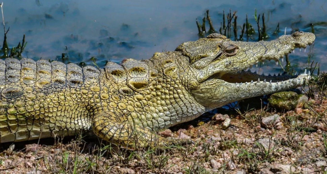 Сбежавший от хозяев в озеро аллигатор напугал местных жителей Сбежавший от хозяев в озеро аллигатор напугал местных жителей