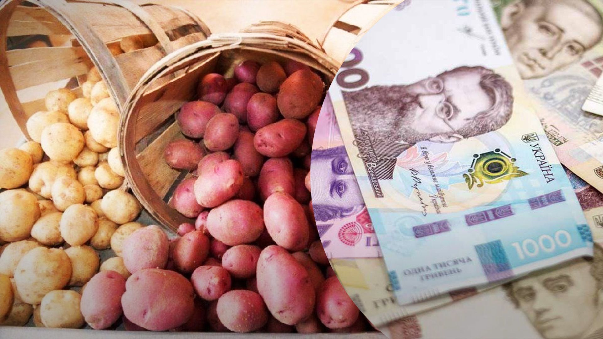 Картофель может существенно подорожать осенью Картофель может существенно подорожать осенью