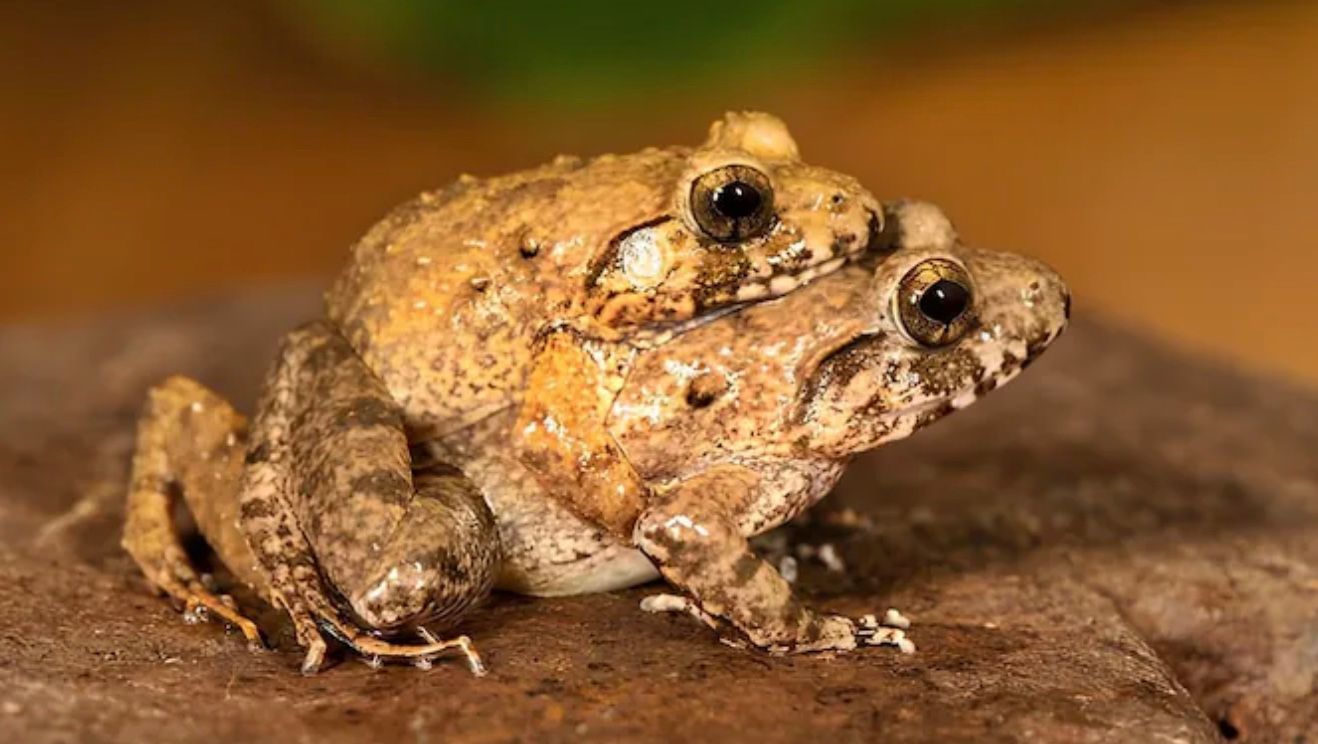 Юбкадағы транссексуалдар Жалаңаш мәнерлеп сырғанау