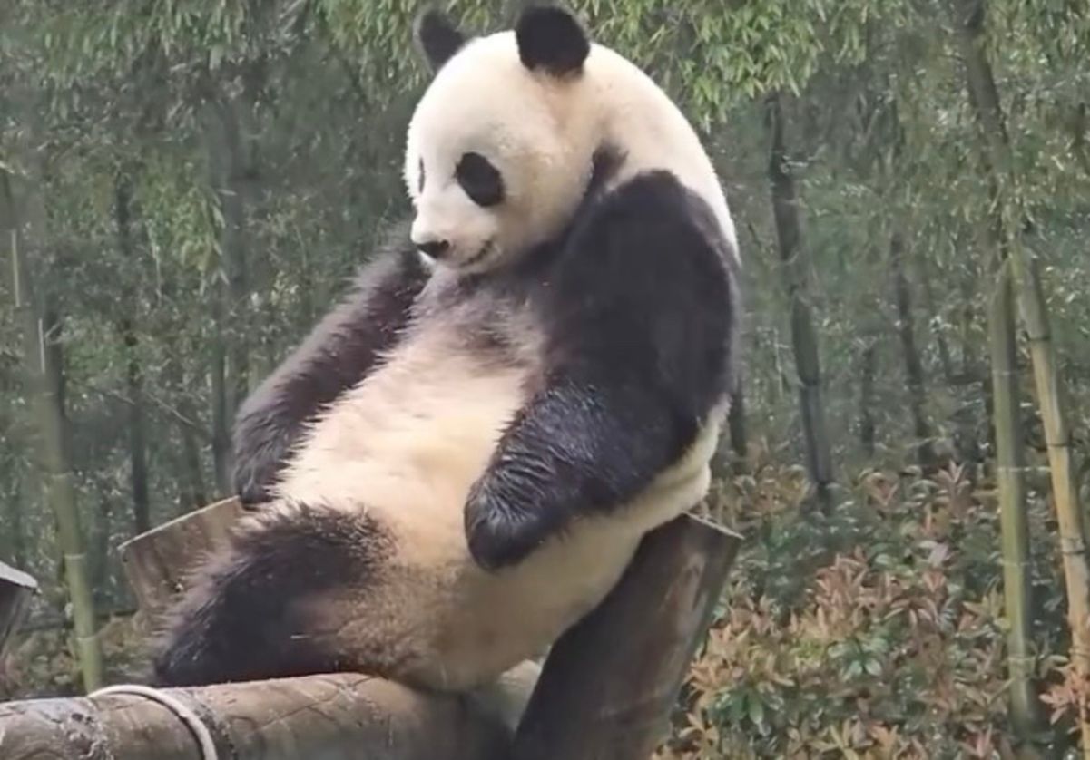 Панда насолоджується душем з дощу Панда насолоджується душем з дощу