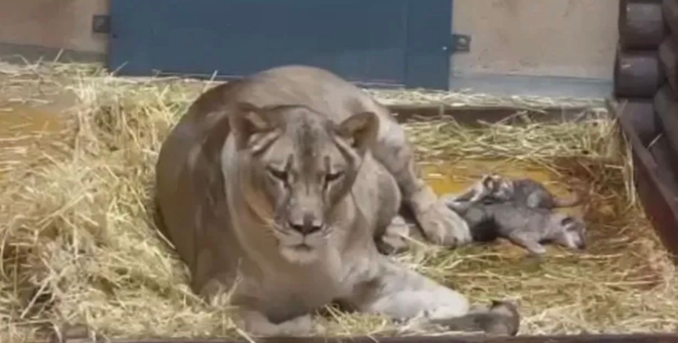 У харківському зоопарку народились левенята У харківському зоопарку народились левенята