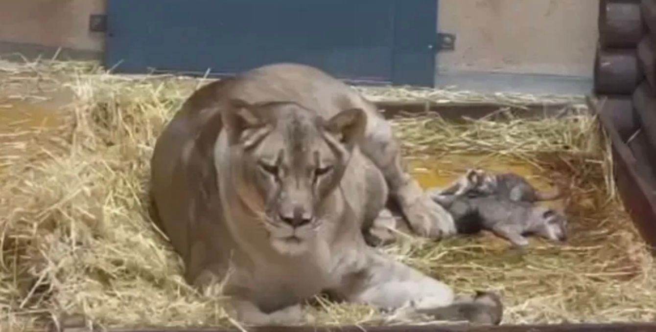 В харьковском зоопарке родились львята В харьковском зоопарке родились львята