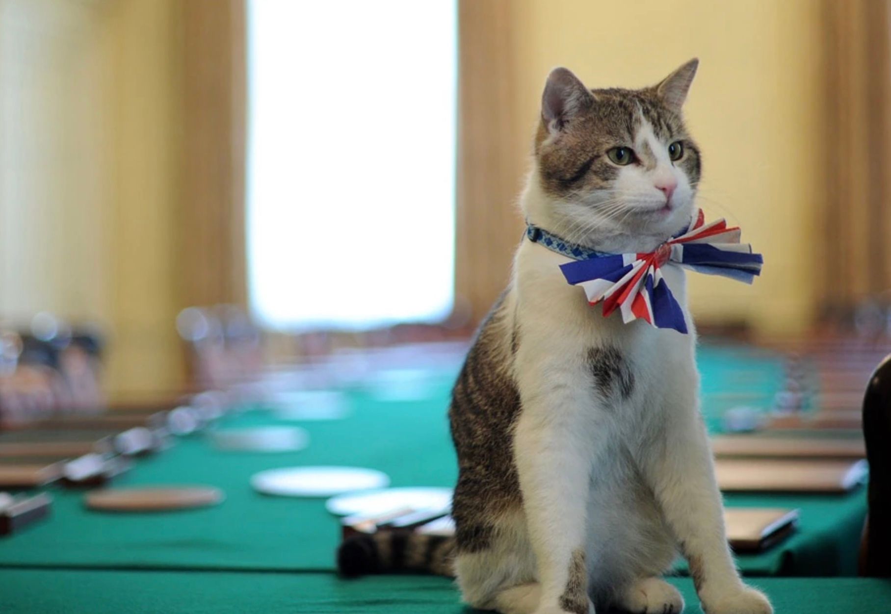 У британских властей есть план на случай смерти кота Ларри У британских властей есть план на случай смерти кота Ларри