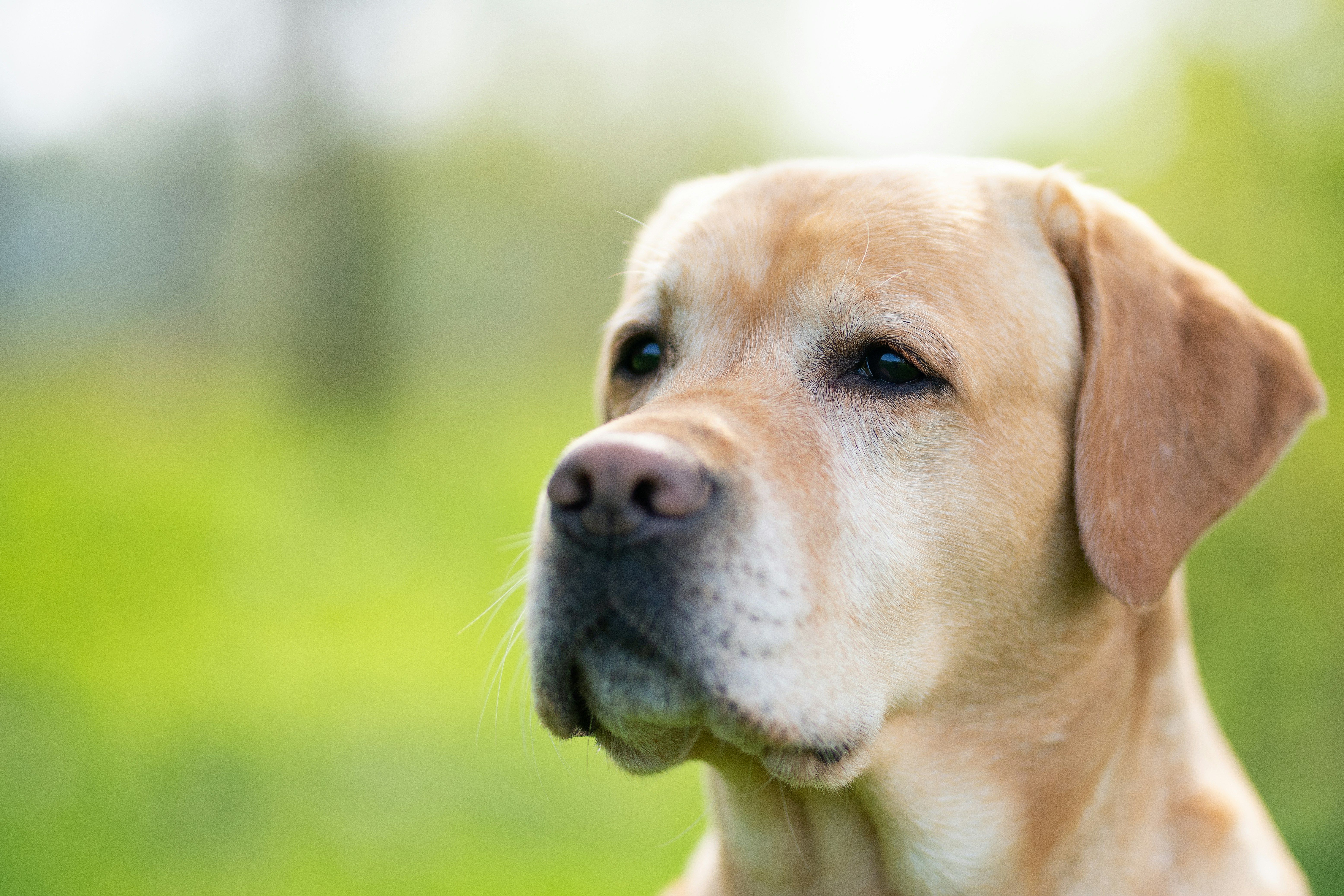 Как назвать собаку мальчика Как назвать собаку мальчика