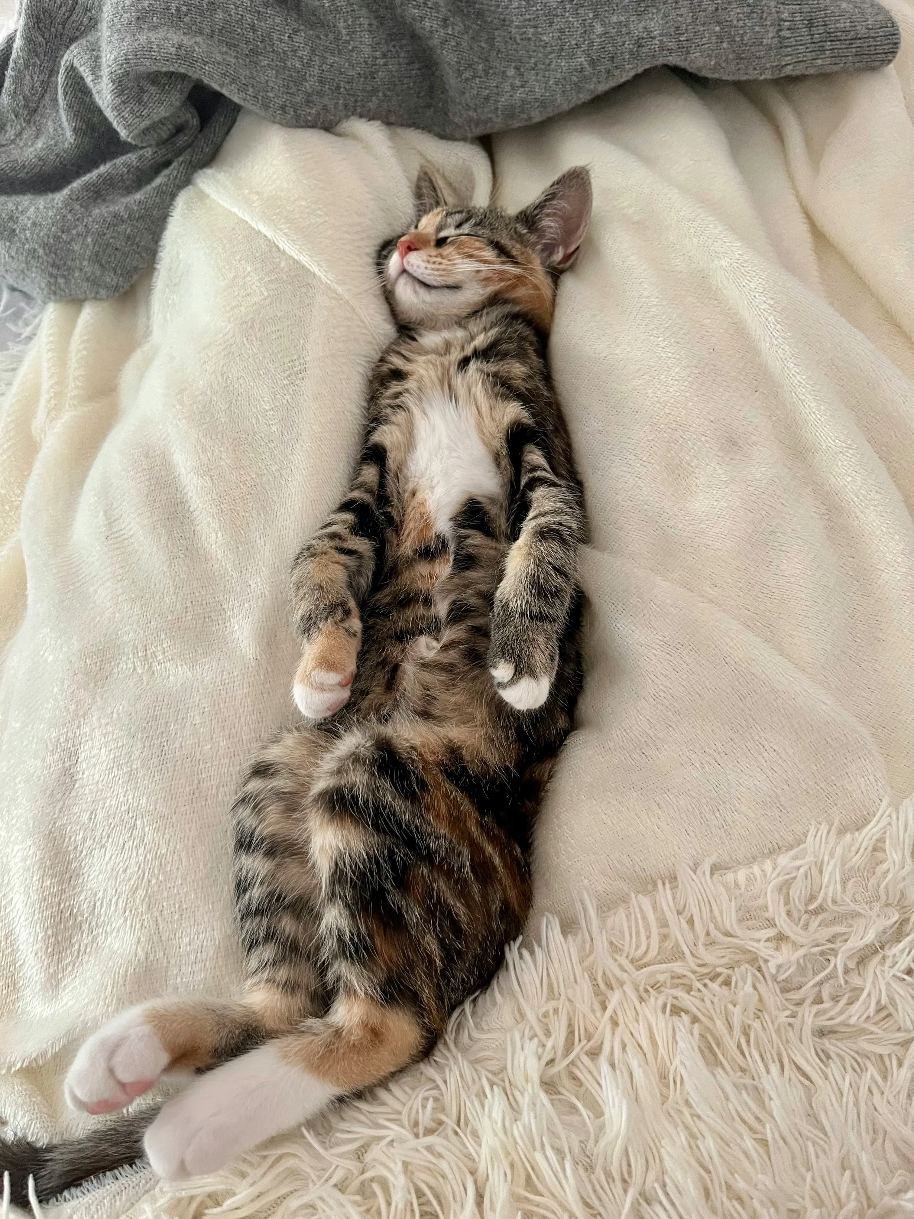 Чи мають сновидіння коти Чи мають сновидіння коти