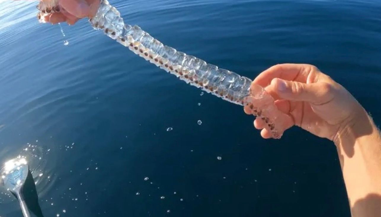 Животные, которые растут быстрее всех на Земле Животные, которые растут быстрее всех на Земле