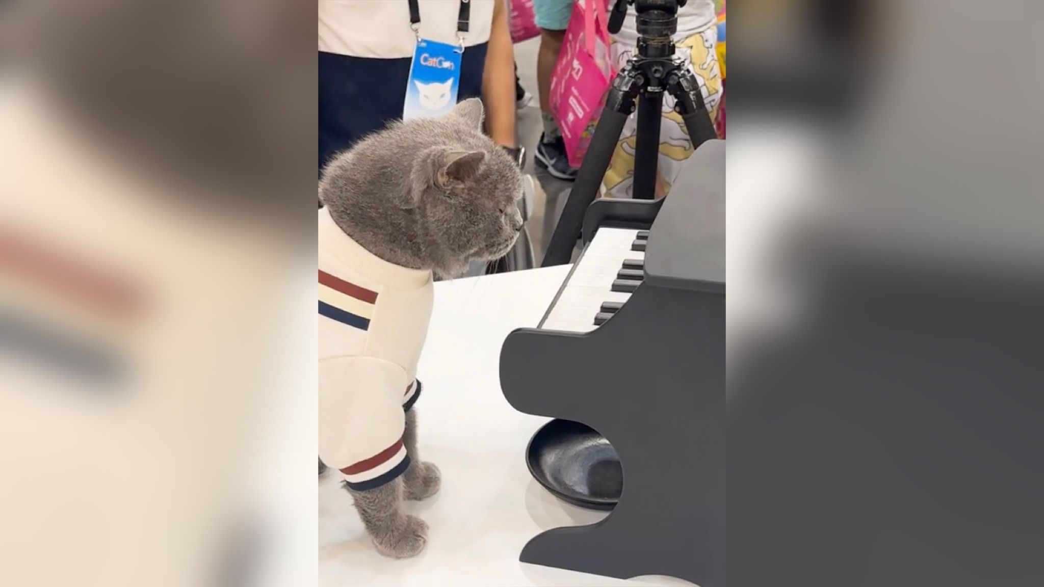 В США выпустили кормушку-пианино для кошек В США выпустили кормушку-пианино для кошек