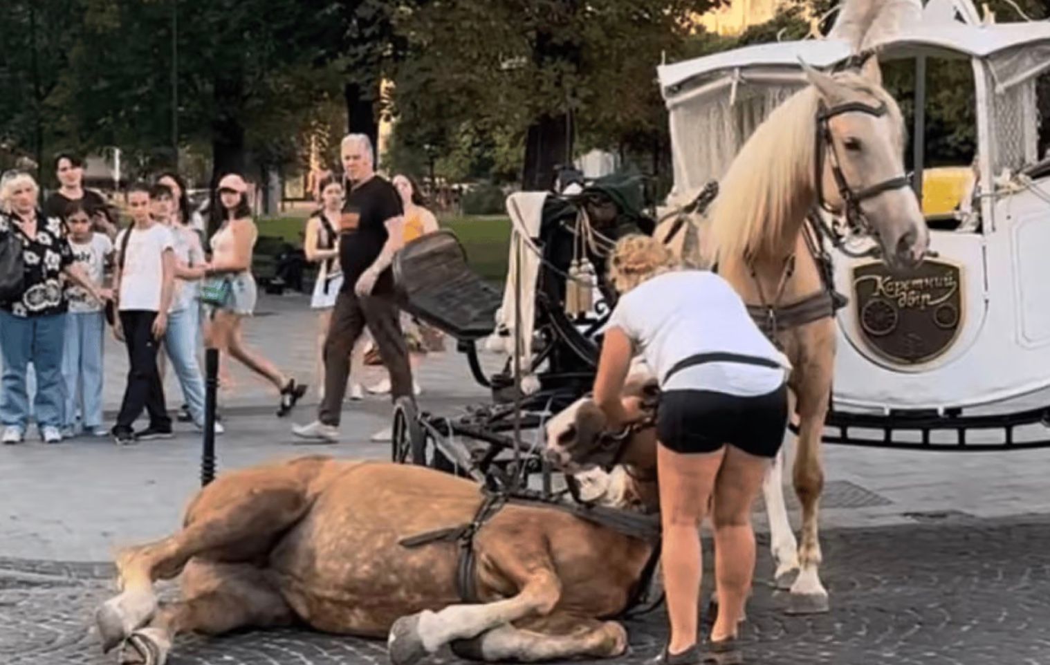 В центре Львова упала запряженная в карету лошадь В центре Львова упала запряженная в карету лошадь