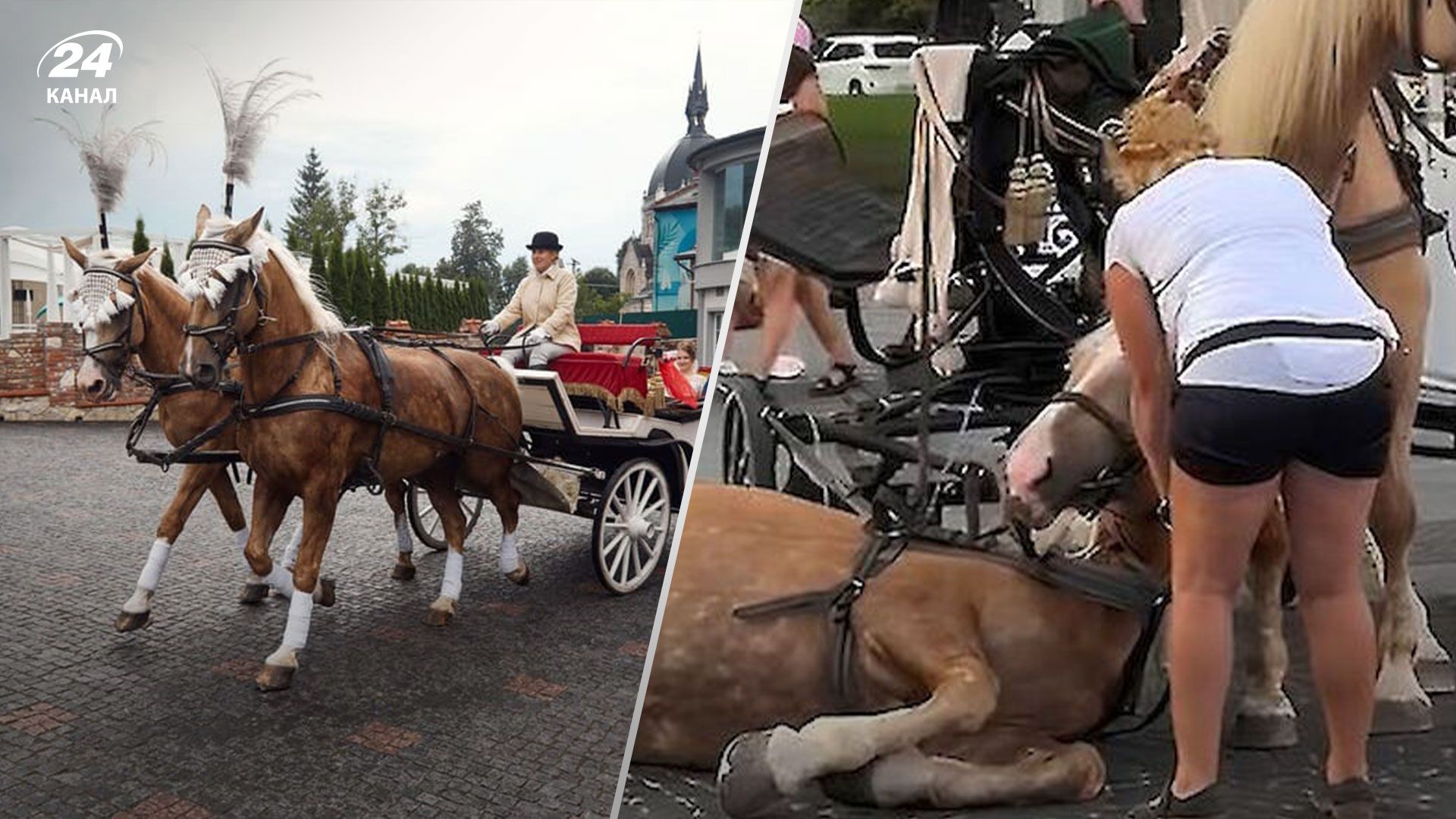 У Львові заборонили використання коней та поні у центральній частині міста - Pets У Львові заборонили використання коней та поні у центральній частині міста - Pets