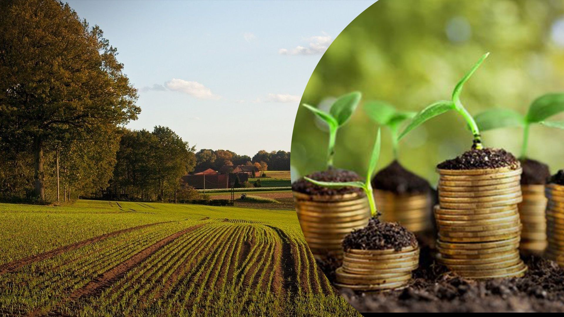 Як держава компенсує збитки власникам та користувачам землі Як держава компенсує збитки власникам та користувачам землі