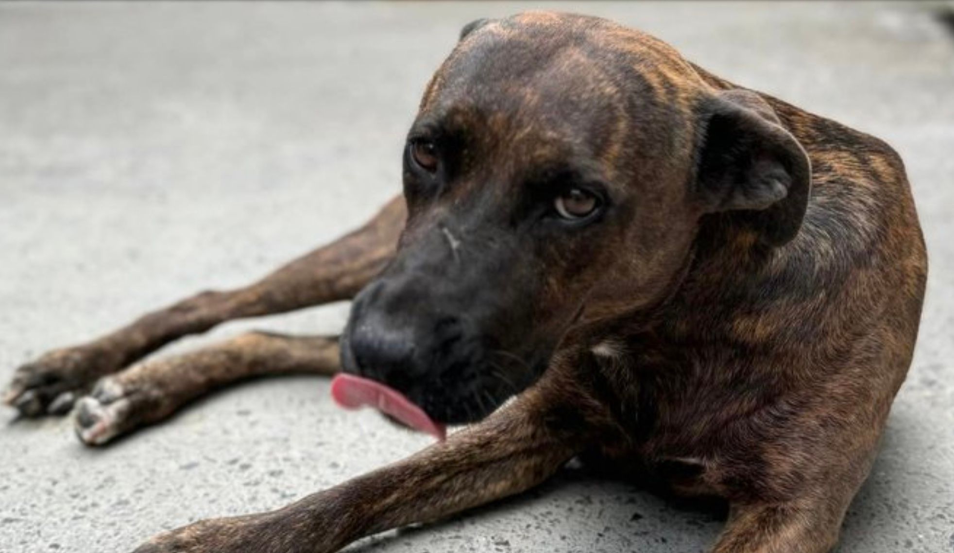 Пес, який чекав на свого господаря із лікарні Пес, який чекав на свого господаря із лікарні