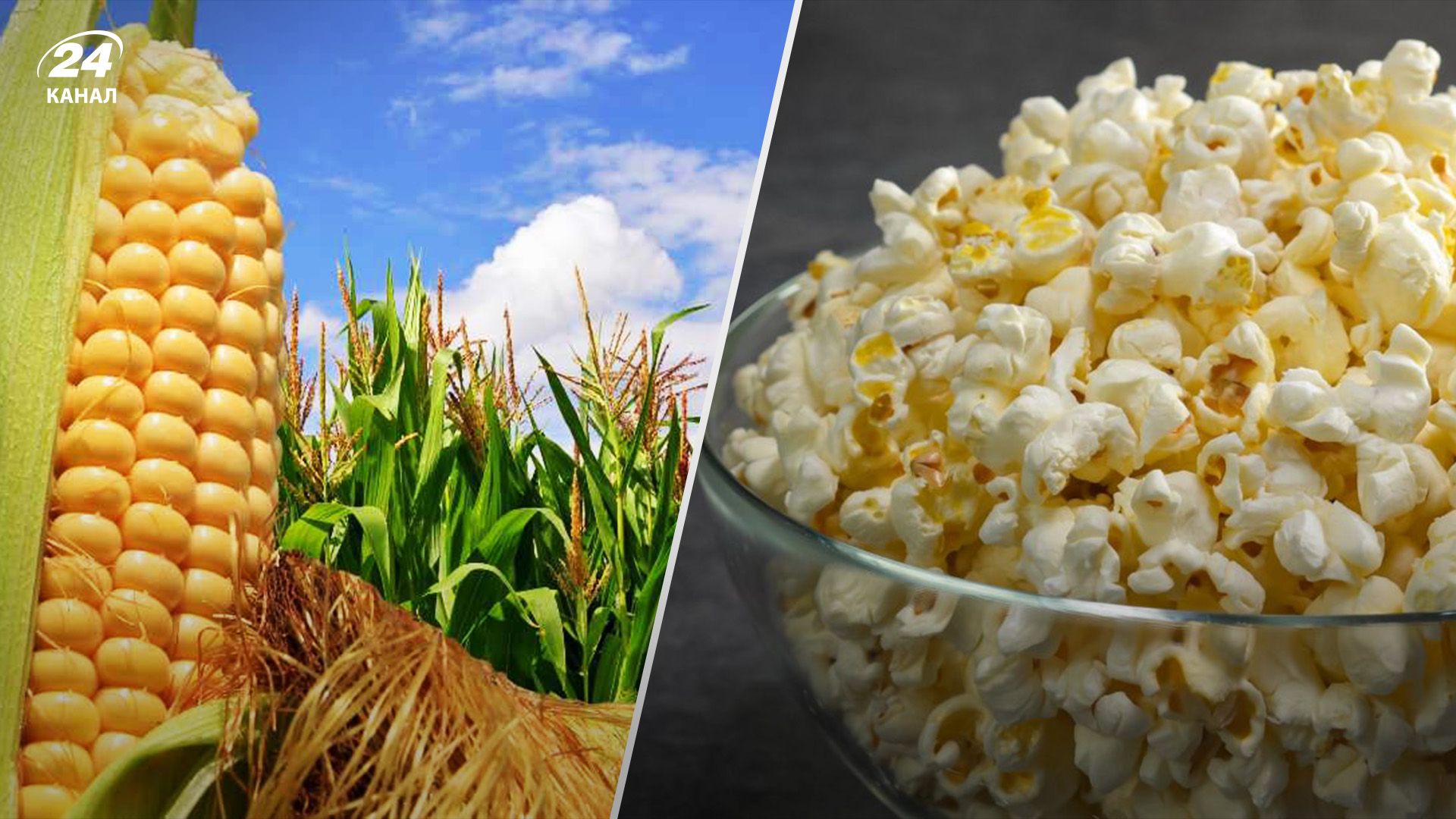 Одеські аграрії експериментують з рисом та кукурудзою для попкорну Одеські аграрії експериментують з рисом та кукурудзою для попкорну