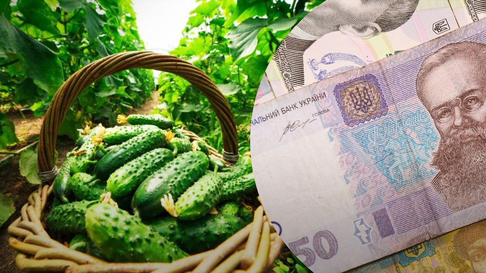 Що буде з цінами на огірки: ціни в популярних супермаркетах - Агро 24 Що буде з цінами на огірки: ціни в популярних супермаркетах - Агро 24