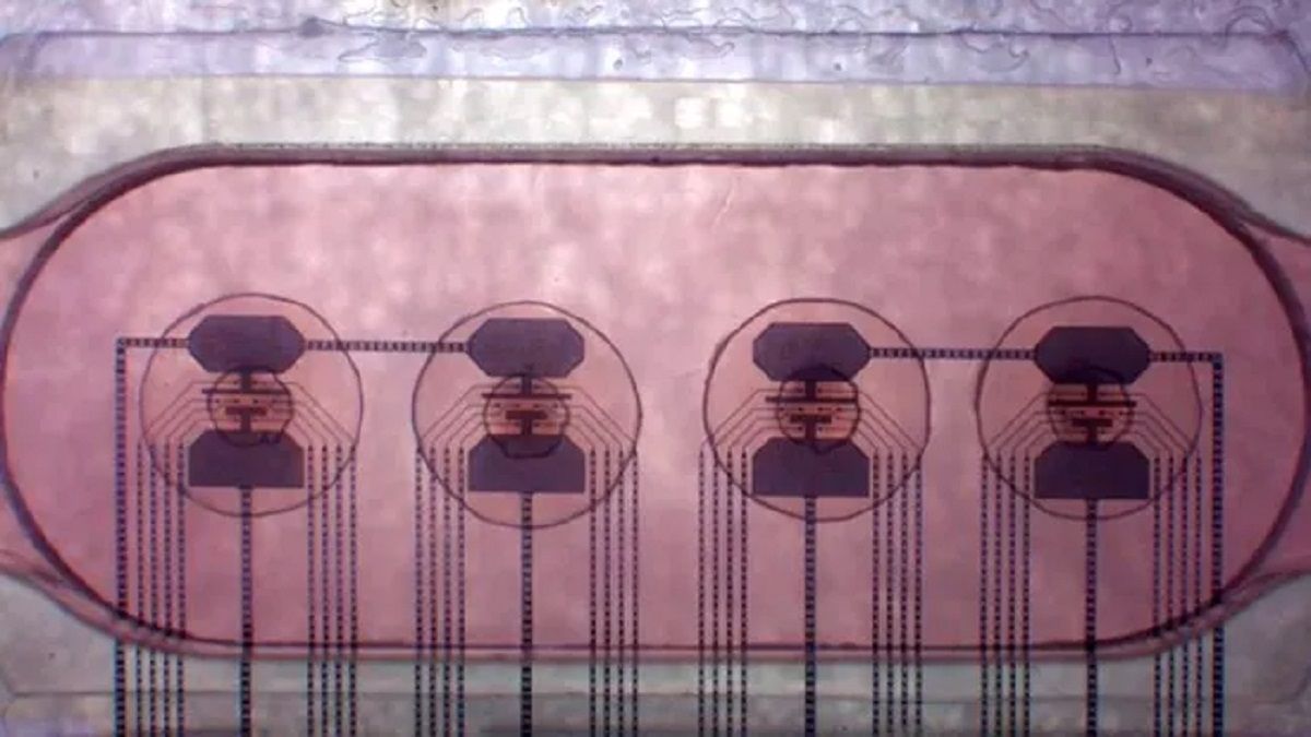 Биокомпьютер Биокомпьютер