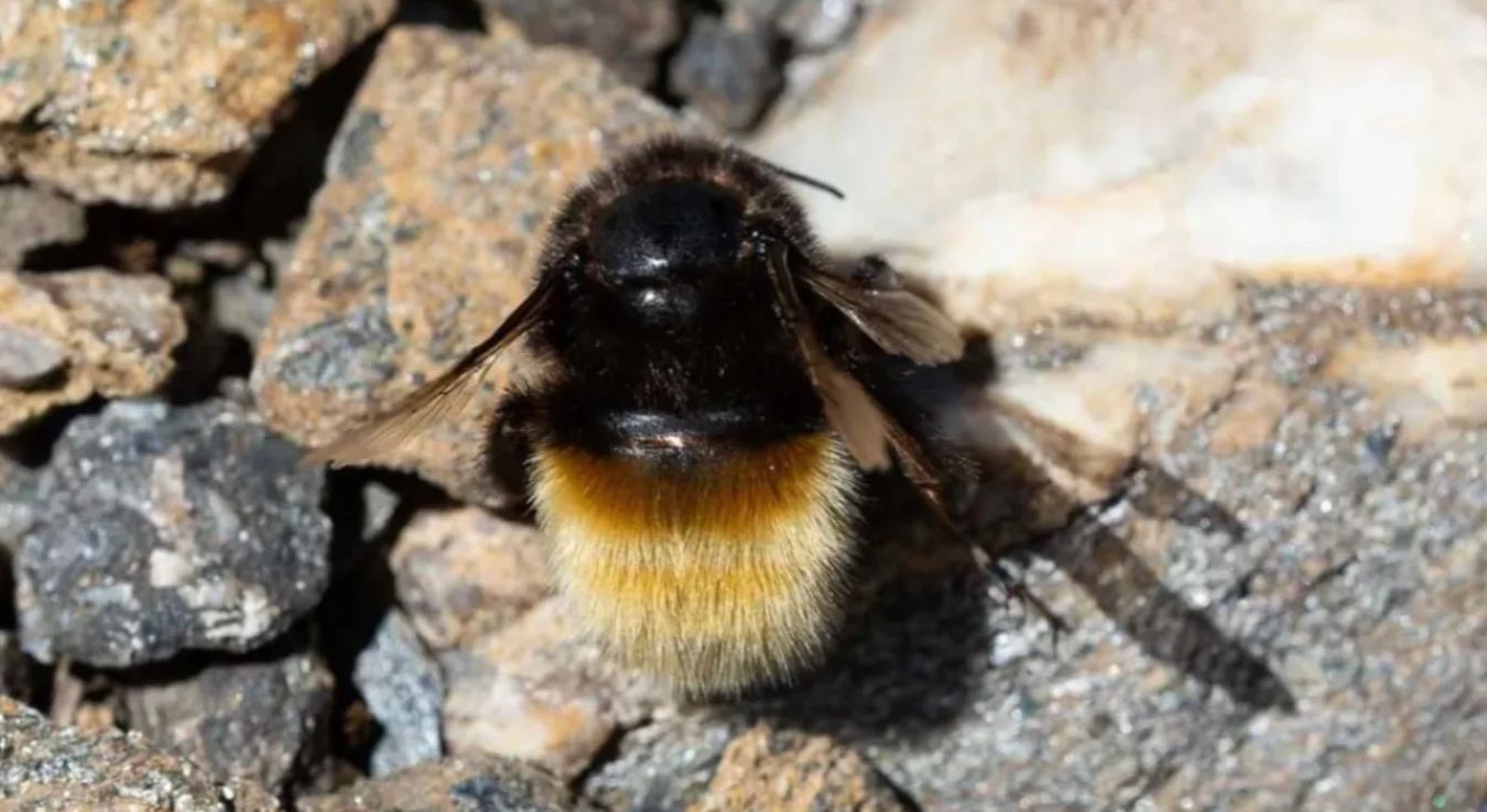 Шмели могли бы покорить Эверест, если бы захотели Шмели могли бы покорить Эверест, если бы захотели