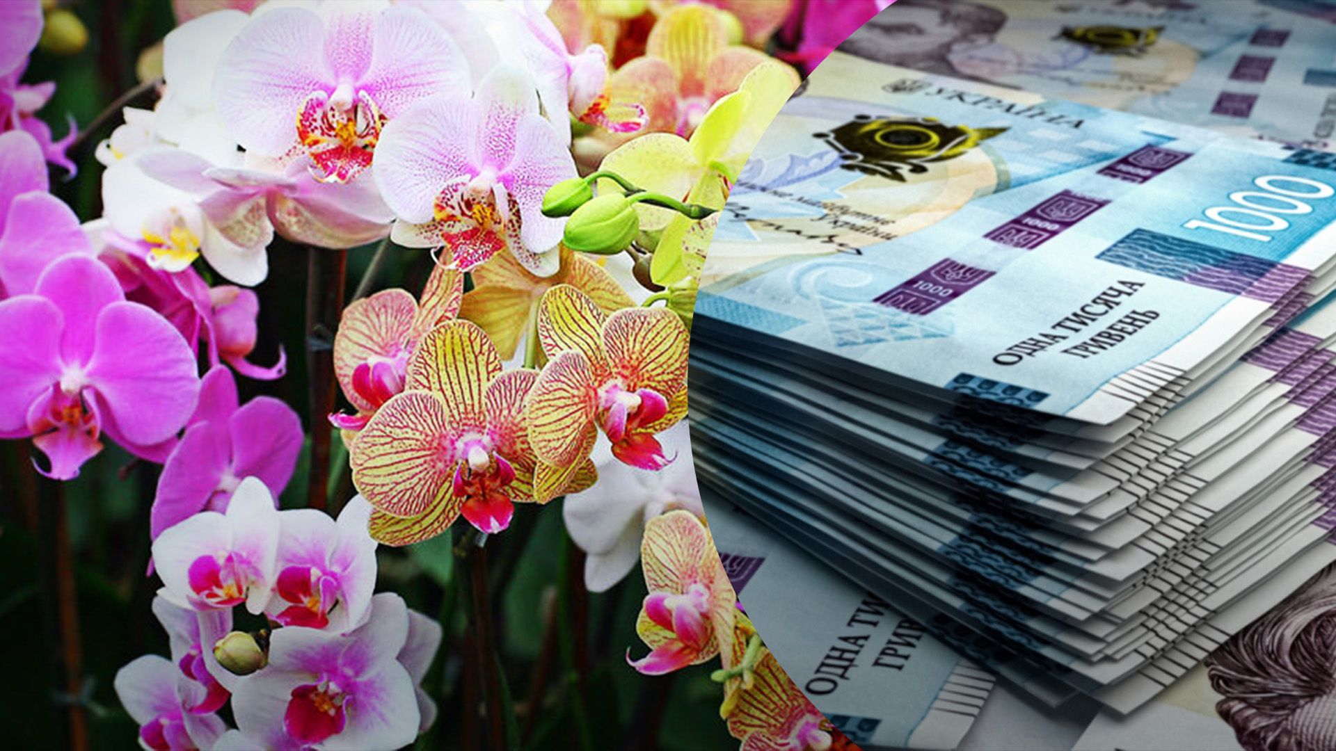 Скільки орхідея коштує в супермаркетах Скільки орхідея коштує в супермаркетах