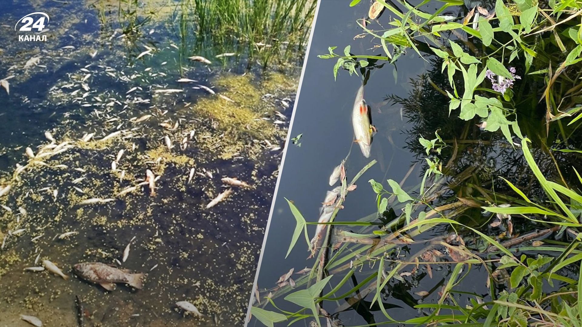 У річці Сейм на Чернігівщині виявили амоній - 24 Канал У річці Сейм на Чернігівщині виявили амоній - 24 Канал