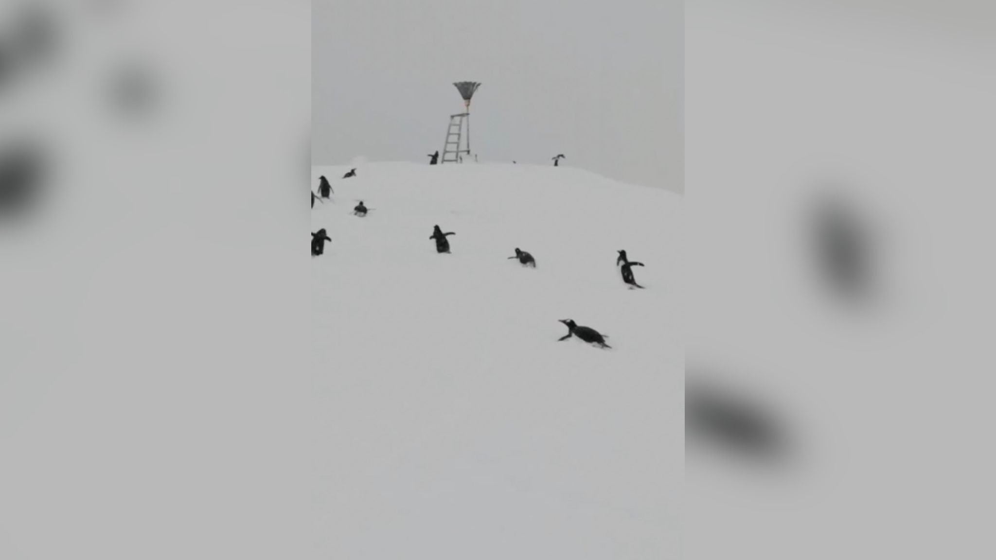 До українських полярників несподівано завітали пінгвіни До українських полярників несподівано завітали пінгвіни