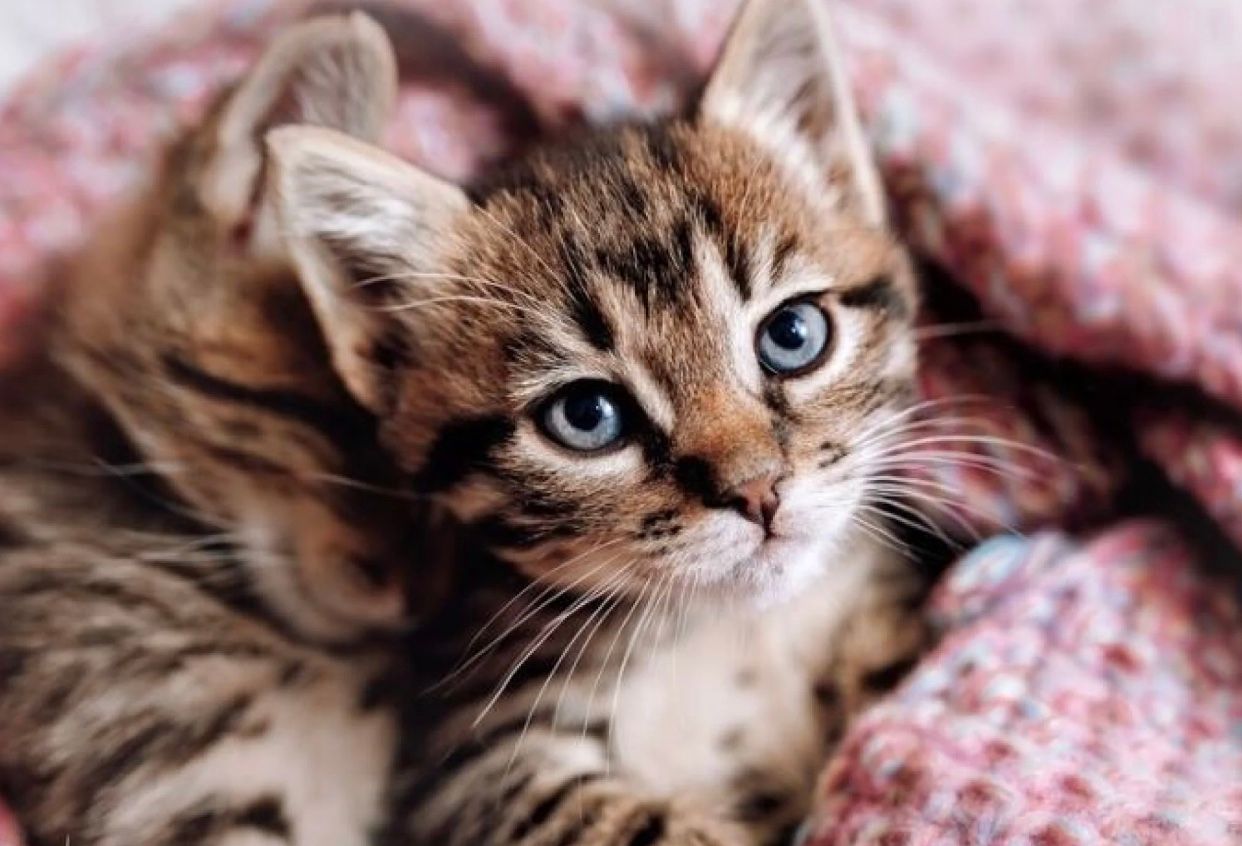 Котенка оставили у входа в приют Котенка оставили у входа в приют