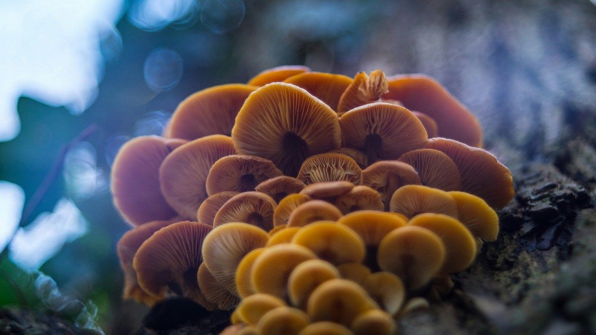 Биогибридные работы могут руководствоваться грибами Биогибридные работы могут руководствоваться грибами