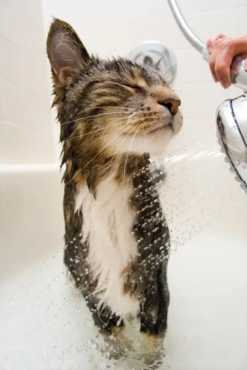 Спеціальний шампунь допоможе при малій кількості бліх у кота Спеціальний шампунь допоможе при малій кількості бліх у кота