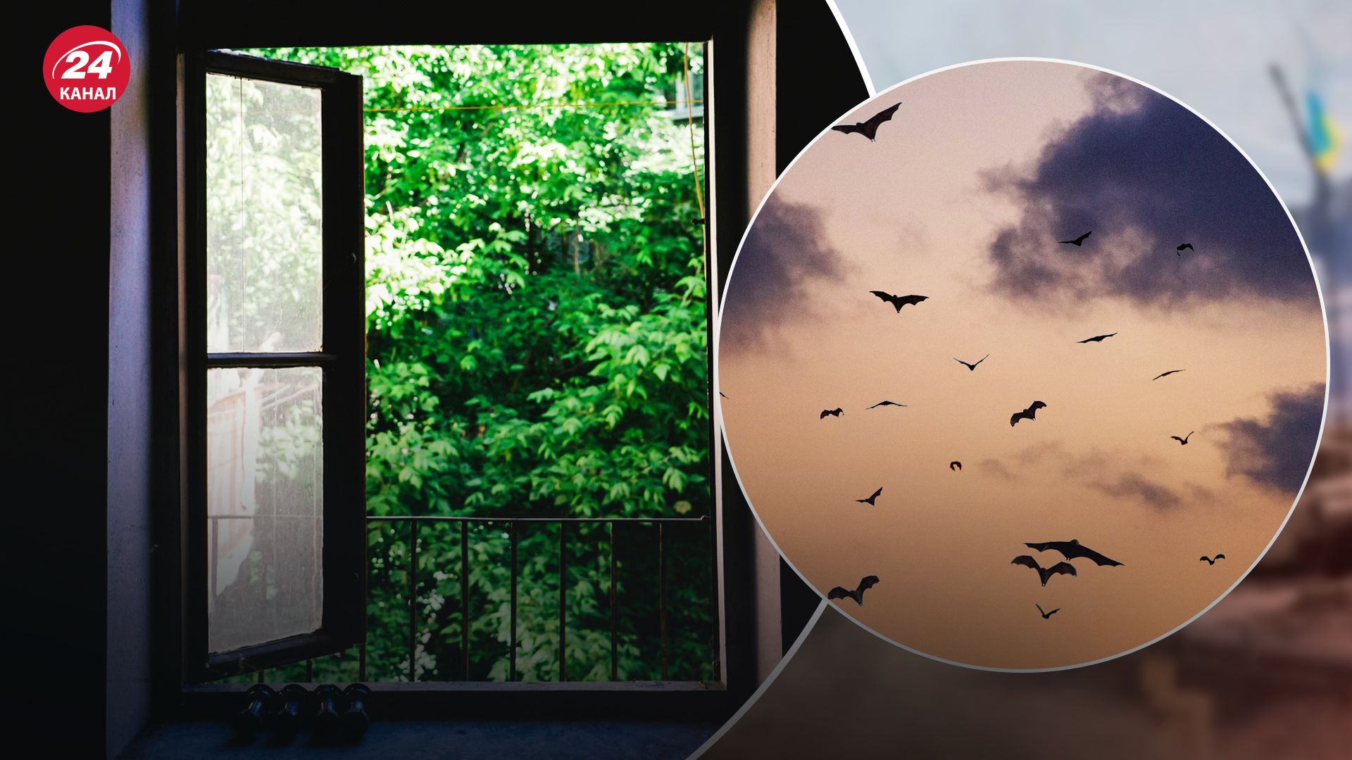 В одну из квартир в Полтаве залетели 200 летучих мышей В одну из квартир в Полтаве залетели 200 летучих мышей