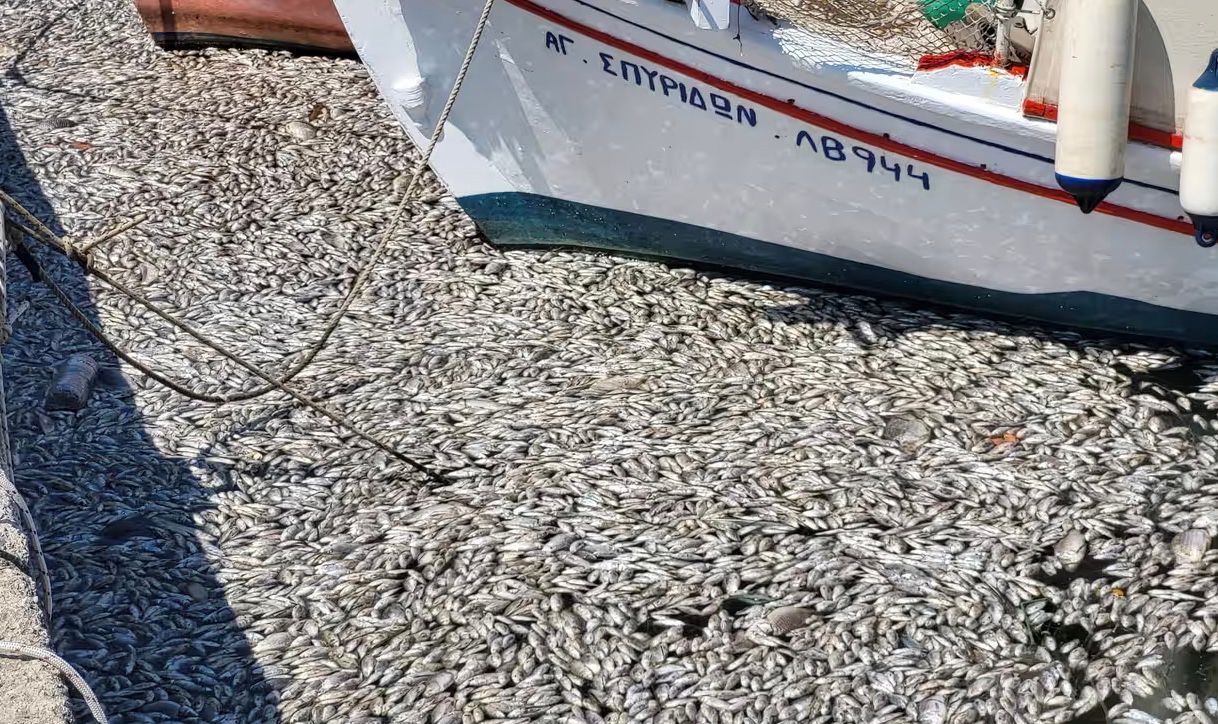 Популярный греческий порт накрыла "рыбная чума" Популярный греческий порт накрыла "рыбная чума"