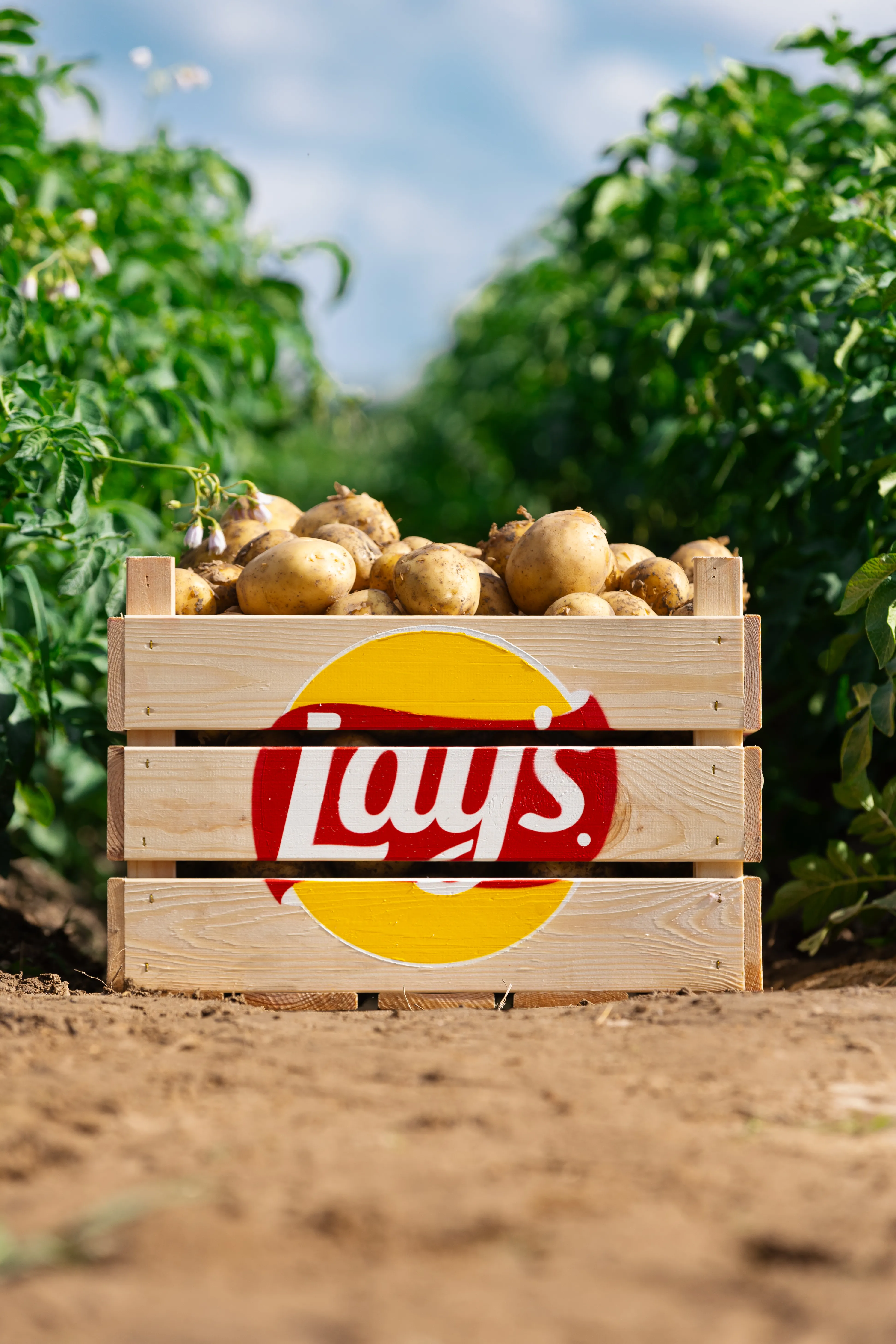 Секрет вкуса Lay's в соблюдении Золотого стандарта качества Секрет вкуса Lay's в соблюдении Золотого стандарта качества