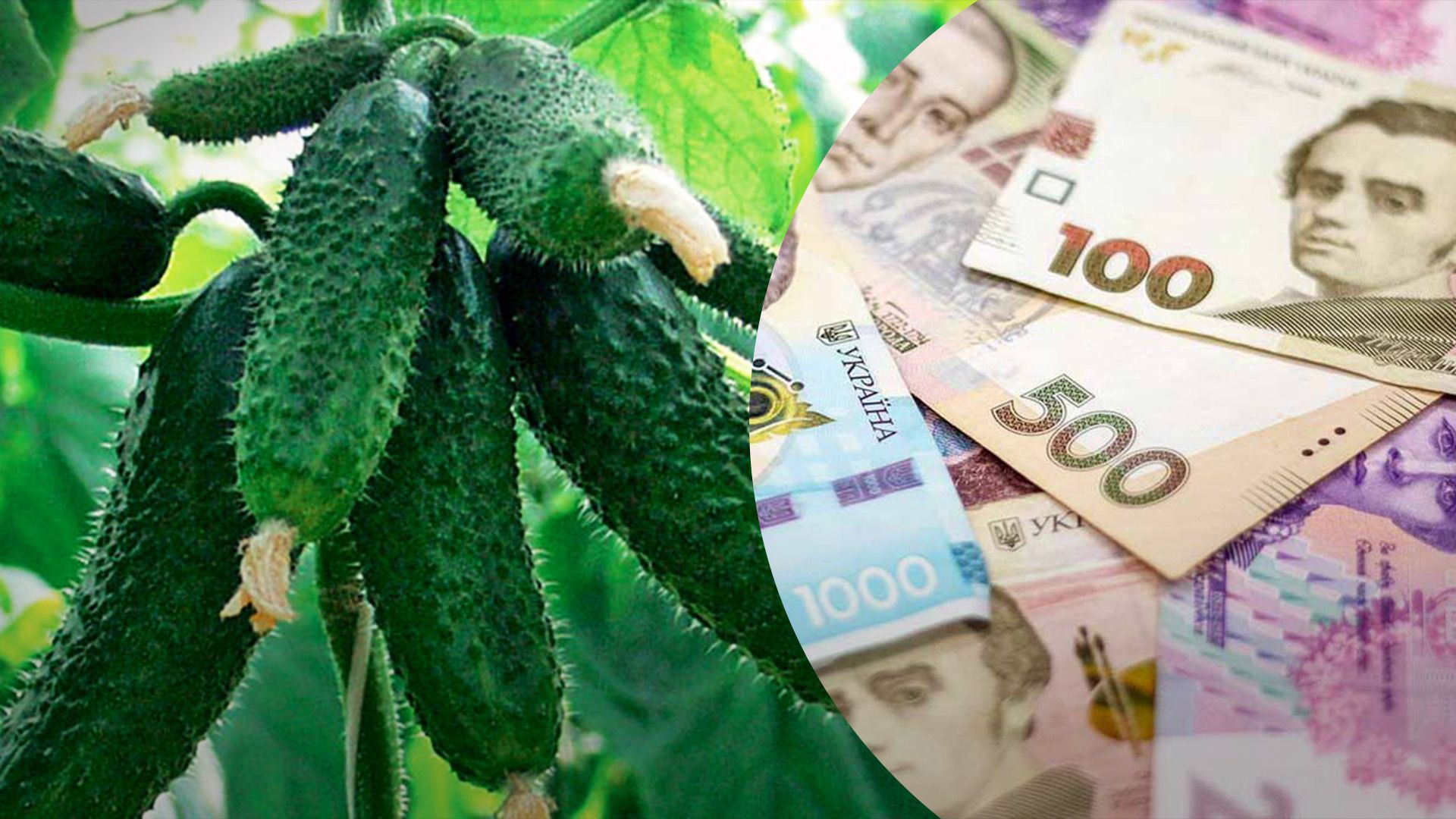 Чому дорожчають огірки Чому дорожчають огірки