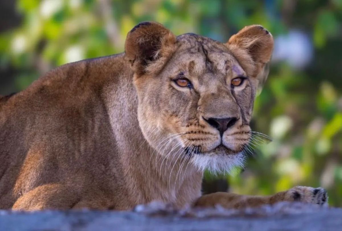 Контужена левиця Юна з Києва нарешті зробила перші кроки Контужена левиця Юна з Києва нарешті зробила перші кроки