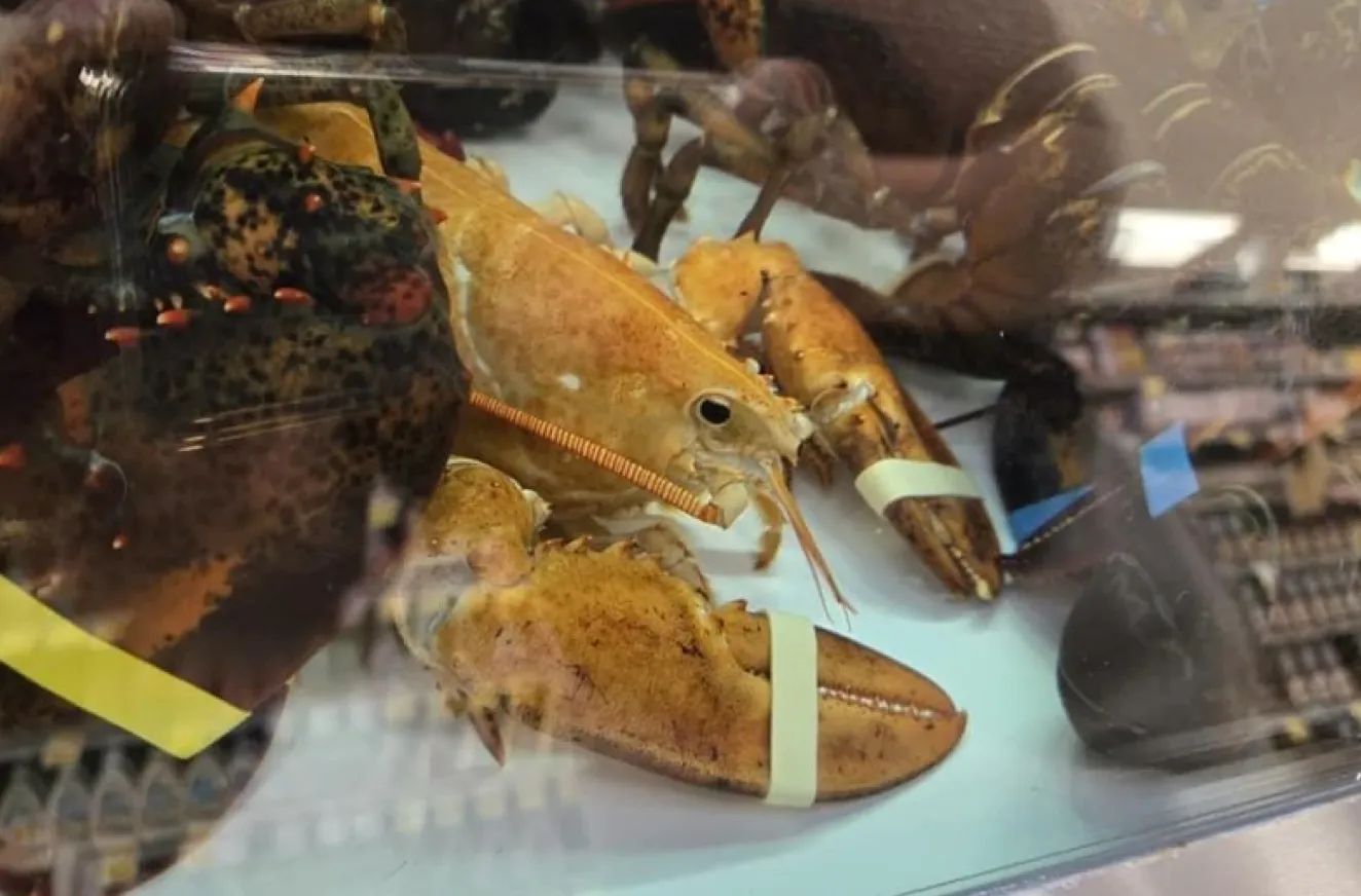 Врятувати лобстера допомогла організація Humane Long Island Врятувати лобстера допомогла організація Humane Long Island