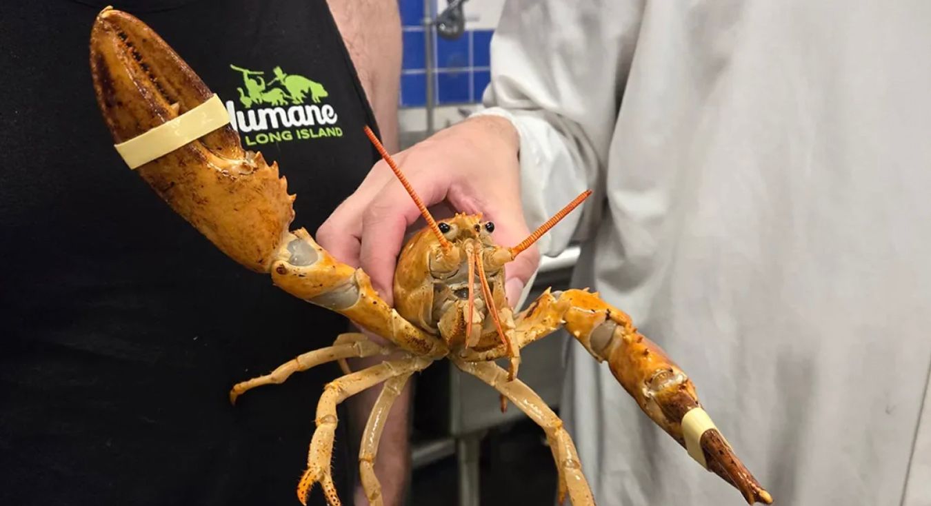 Омар Клементина прошел курс реабилитации под наблюдением ветеринара Омар Клементина прошел курс реабилитации под наблюдением ветеринара