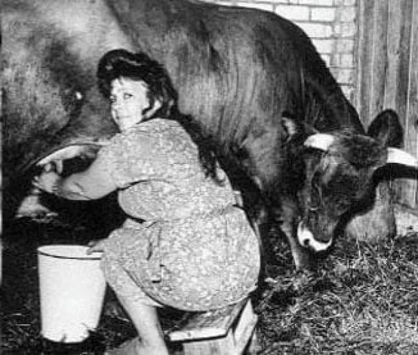 Почему жену Лукашенко называют дама с коровой Почему жену Лукашенко называют дама с коровой