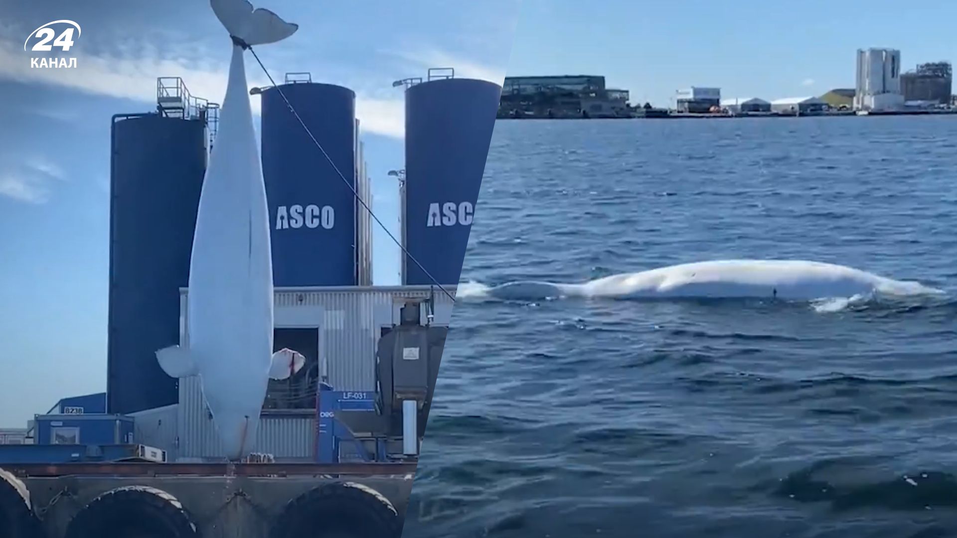 Кит-шпион Хвалдимир умер Кит-шпион Хвалдимир умер