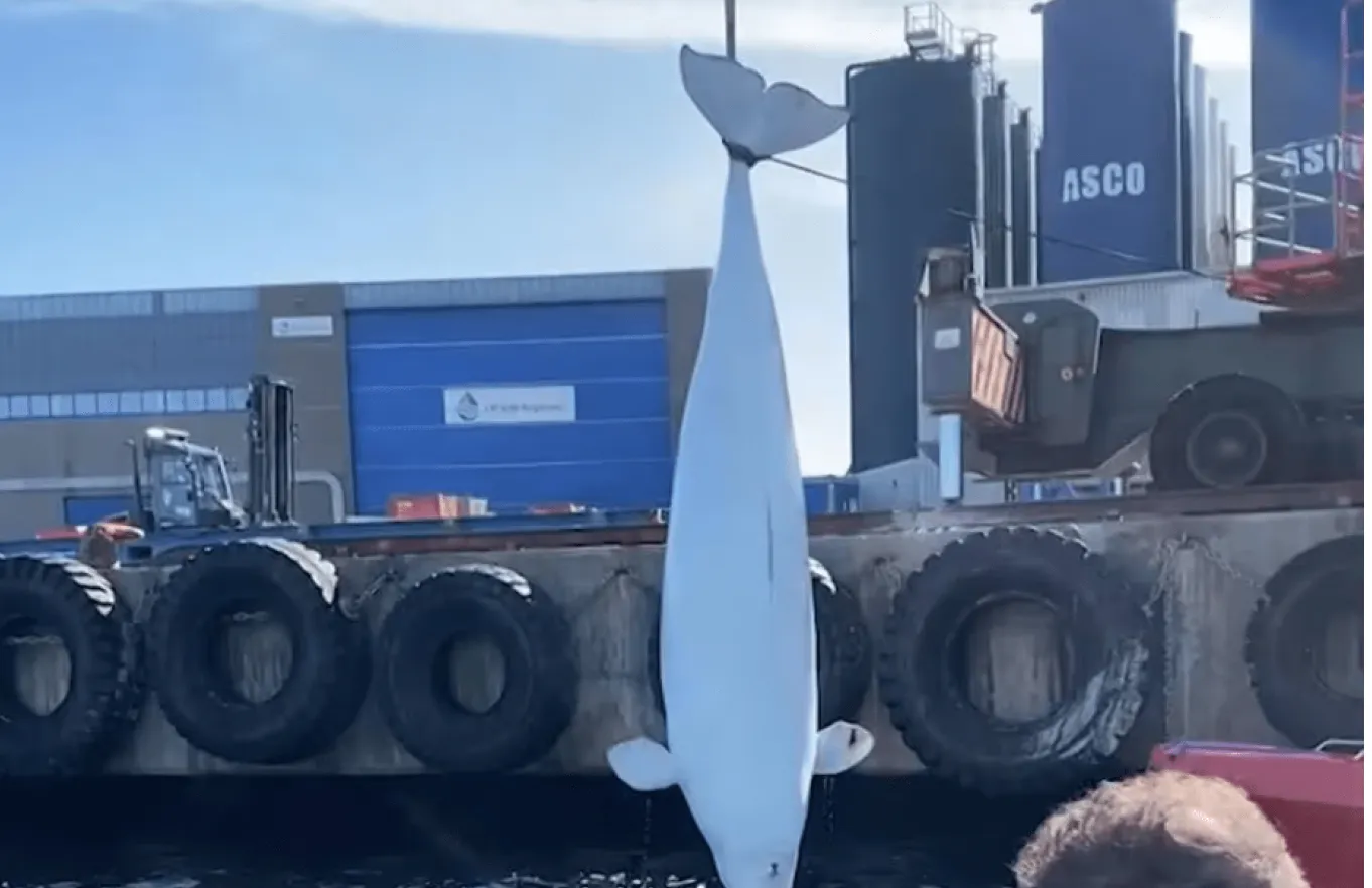 Тварину помітили лежачою на воді в порту міста Ставангер Тварину помітили лежачою на воді в порту міста Ставангер