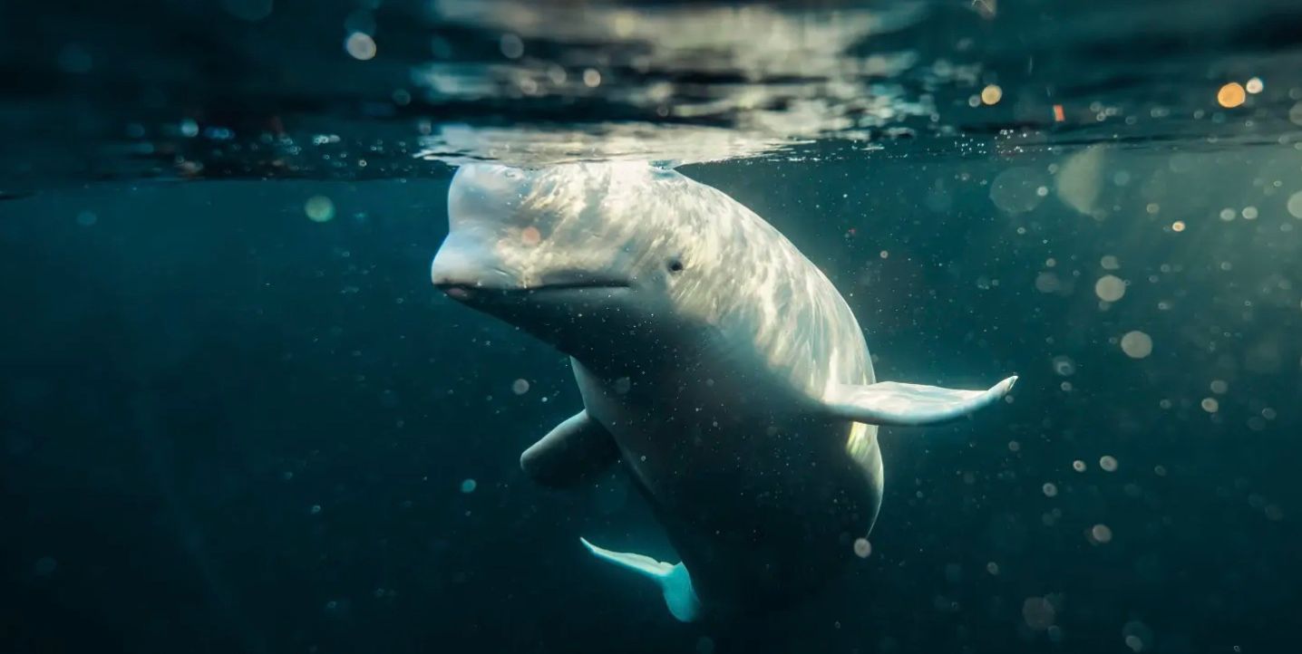 В водах Норвегии нашли мертвым знаменитого кита Хвалдимира В водах Норвегии нашли мертвым знаменитого кита Хвалдимира