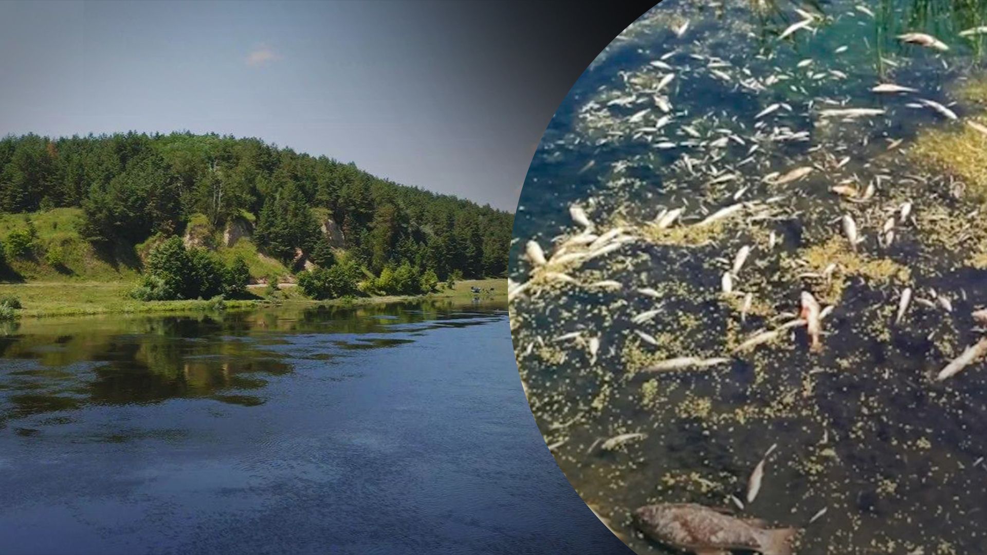 У північних областях України зібрали 18 тонн загиблої риби з річок Сейм та Десна - 24 Канал У північних областях України зібрали 18 тонн загиблої риби з річок Сейм та Десна - 24 Канал