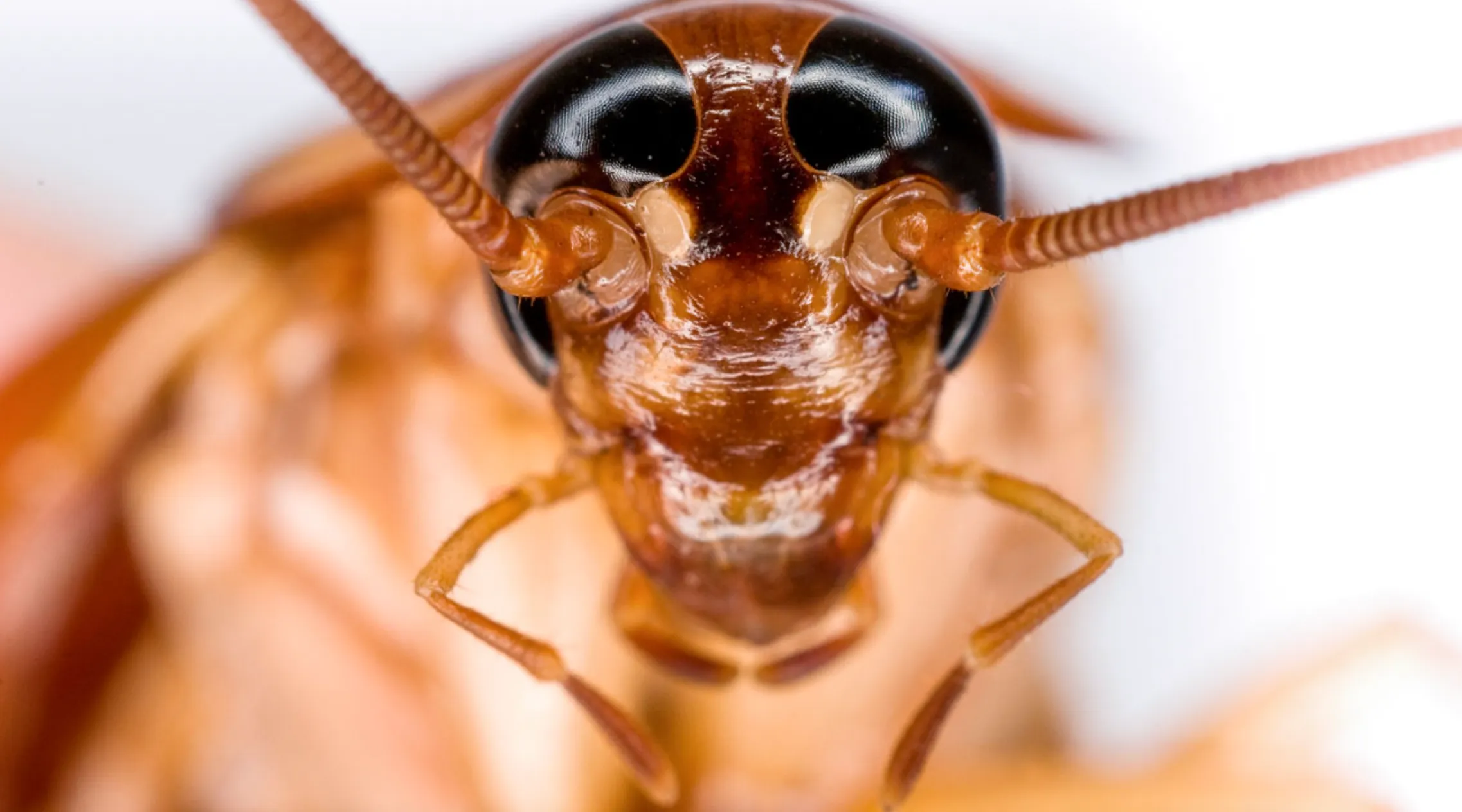 Курорти Іспанії вразила навала летючих тарганів Курорти Іспанії вразила навала летючих тарганів