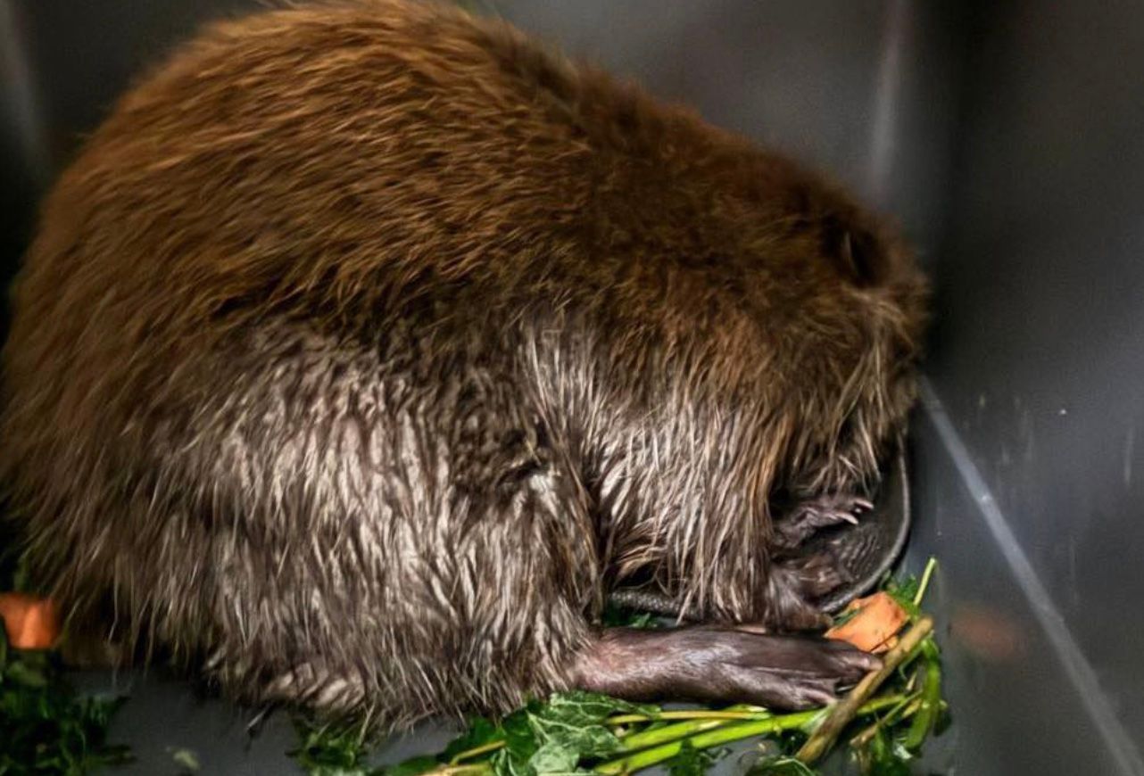 У Києві врятували бобра, який провалився до глибокої ями з відходами У Києві врятували бобра, який провалився до глибокої ями з відходами