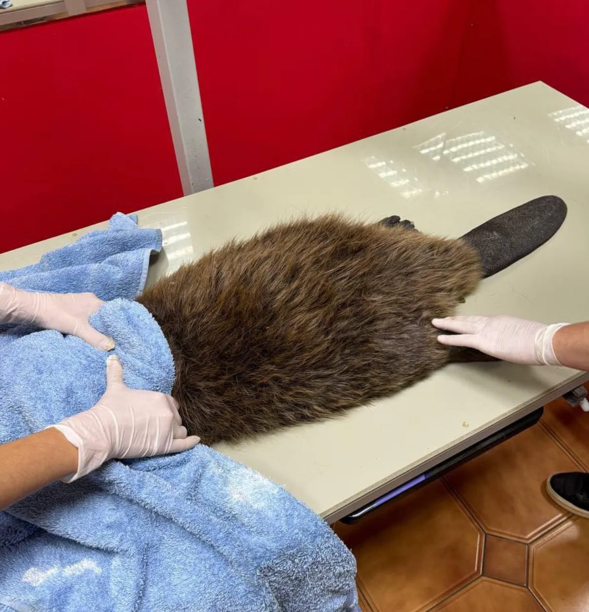 Состояние бобра тяжелое Состояние бобра тяжелое