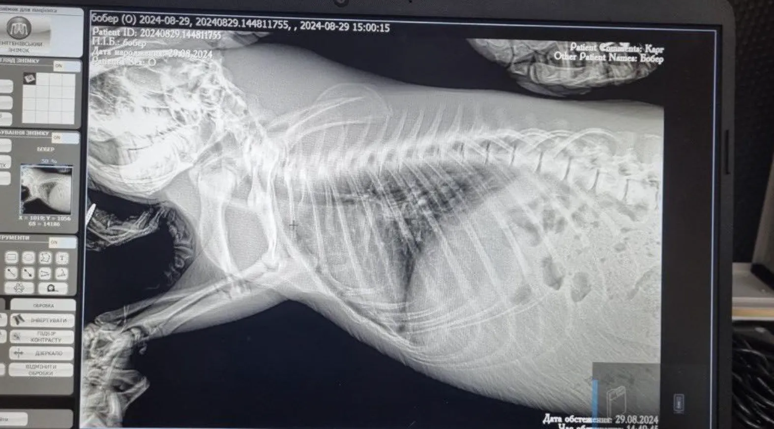 Врачи оказали помощь животному и оно начало двигаться Врачи оказали помощь животному и оно начало двигаться
