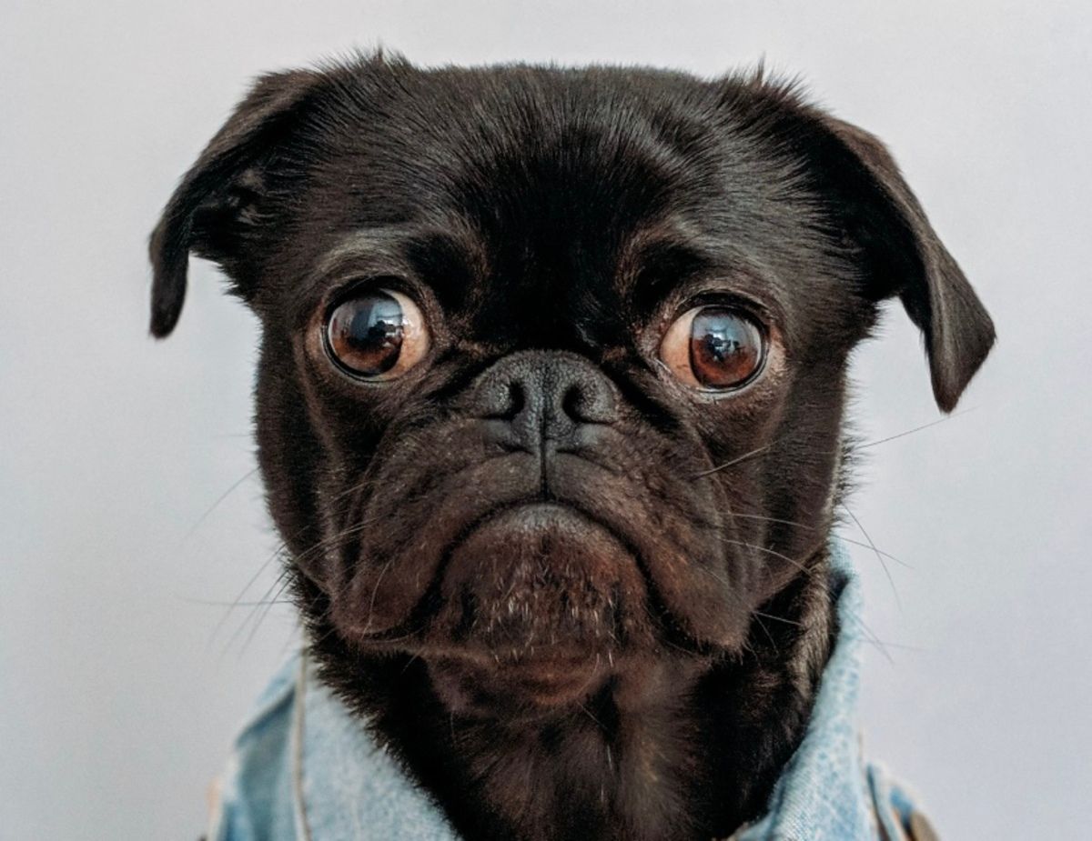 У Польщі пес "спалив" господаря, який ховався від поліції у шафі У Польщі пес "спалив" господаря, який ховався від поліції у шафі