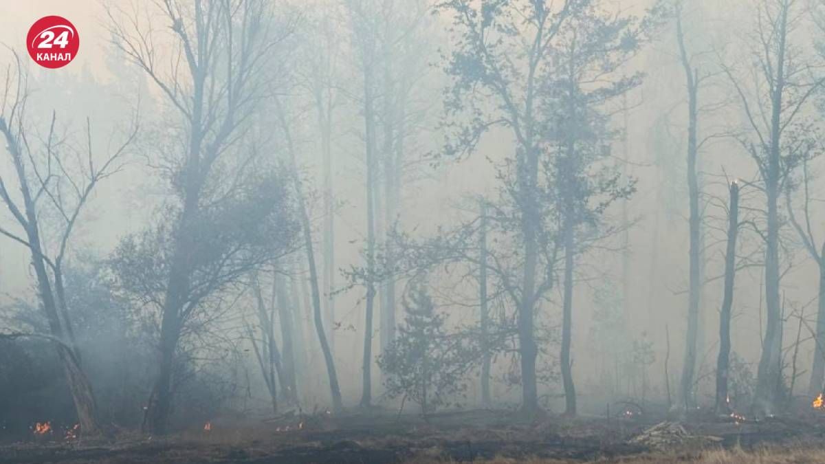 Донеччину та Луганщину охопили масштабні лісові пожежі