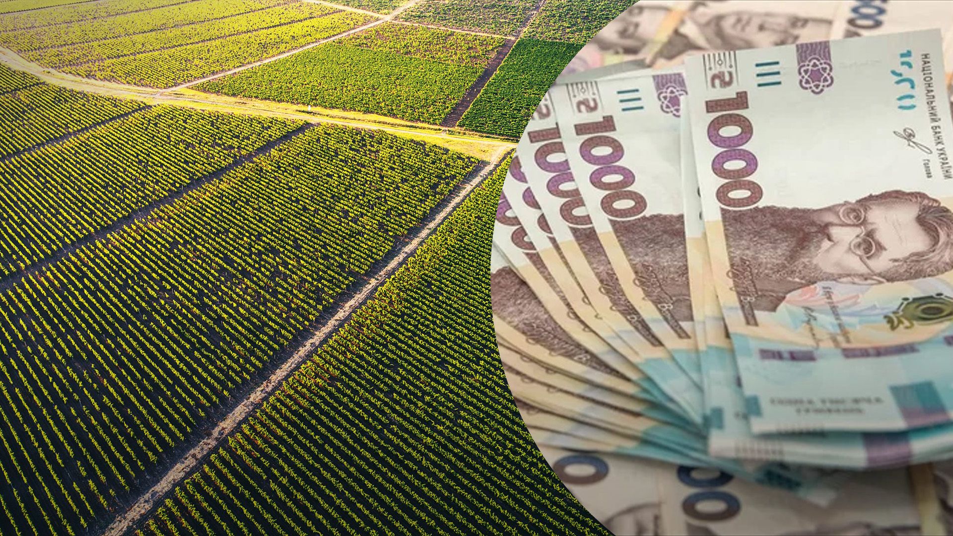 Земля в Украине существенно подорожала Земля в Украине существенно подорожала